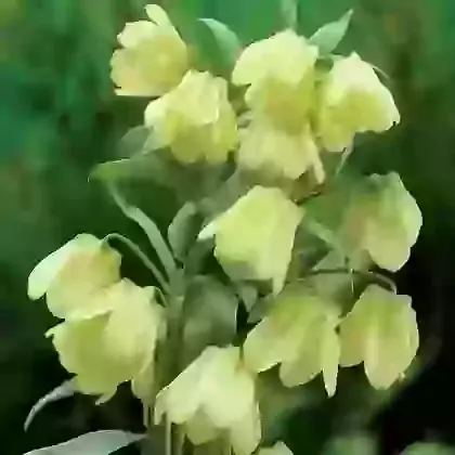 Pallidiflora